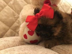 AKC registered Male and Female Pomeranian