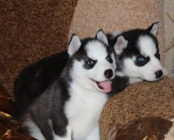 Wonderful Siberian Husky Pups Available