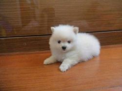 Pomeranian puppies one male one female