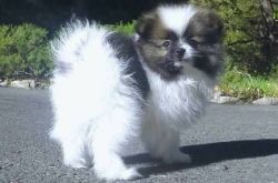 I have a couple Free pomeranian that are ready for their new homes (