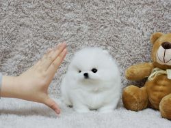 Pomeranian puppies For Sale