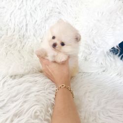 Cute Adorable Pomeranian