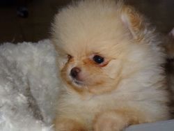 Ma cute Pomeranian puppy looking for a forever home