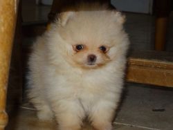 Cute Pom puppy form sale