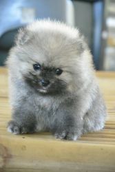 Lovely Pom Puppies for sale that deserves nothing short of royal treat
