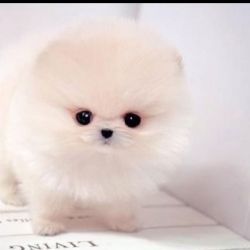 Pomerania mini toy pups for adoption,