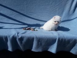 Elite tiny ice white pomeranian puppy male