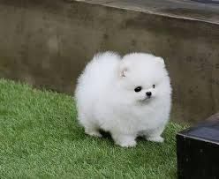 Super adorable Pomeranian puppies