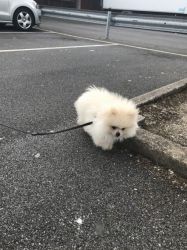 Pure White Pomeranian For Stud (not For Sale)