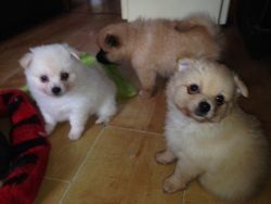 3 Lovely Registered Pomeranian Puppies For Sale