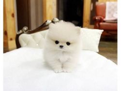 ABSOLUTELY CHARMING TEA CUP POMERANIAN