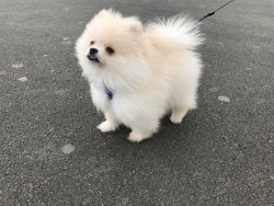 Now Reserved!! Ice White Small Pomeranian Boy