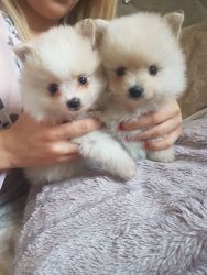 Home raised Pomeranian puppies for rehoming