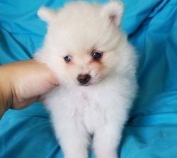 Cute po.m Puppie.s Available For New Homes. Text or Call (859) 813 021