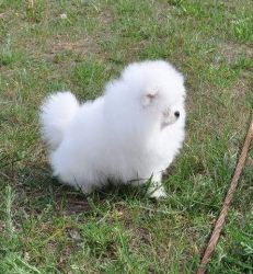 Tiny White Male Pomeranian Puppy
