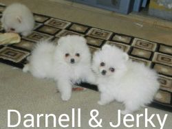 Cute male and female Pomeranian puppies ready to move into a new home.