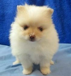 Gorgeous, Cute Pomeranian Puppies For Sale