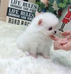 cute and lovely pomeranian puppy