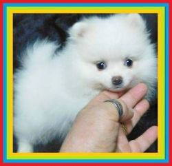 Male and Female Pomeranian Available Now