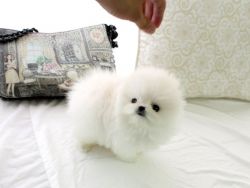 Magnificent Pomerania Puppy for Adoption