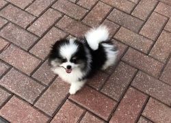 Pomeranian puppy available for fast respond text me xxx-xxx-xxxx