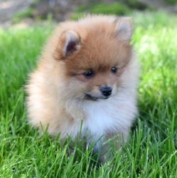Cute Pomeranian puppies available.