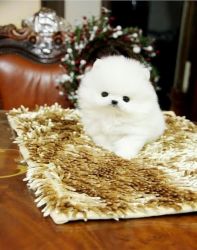 Teacup Pomeranian Puppies - So Gorgeous