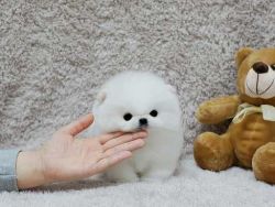 Gorgeous teddy-bear Pomeranian