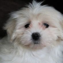 Lovely Pomeranian puppy for sale