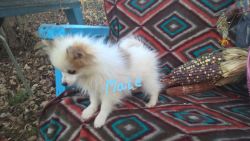 Pomeranian puppy to rehome