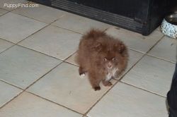 little Pomeranian babies for adoption