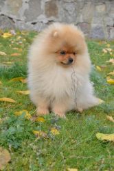 Msle and female pomeranian puppies for sale
