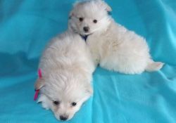 Healthy Pomeranian puppies For Sale