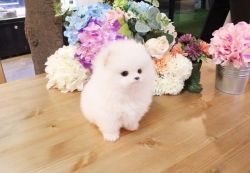 Adorable Pomeranian puppy for a new home this XMASS