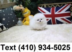 Cutest micro t-cup pomeranian puppies for sale