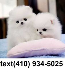 Pomeranian Puppies.text (xxx) xxx-xxx5