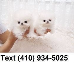 Lovely Pomeranian puppies