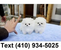 Cute tiny t-cup Pomeranian puppies for sale