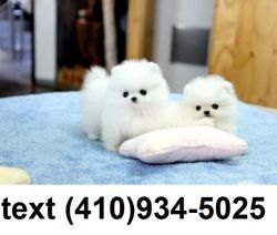 T-cup Pomeranian puppies available for sale