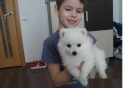 Pomeranian puppy needs a new home for Xmass