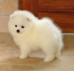 Cute male Pomeranian puppy (xxx) xxx-xxx1