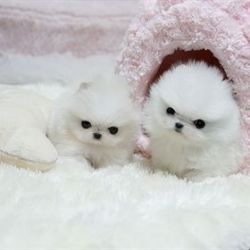 Pure Breed Teacup Pomeranian Puppies Available