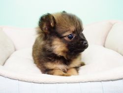 Pomeranian Puppy – Male - Dozer ($1400)*TCUP*