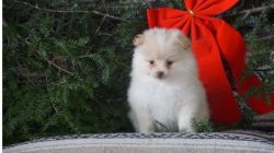 Beautiful ACA Registered Pomeranian Puppies