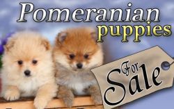 100% Pomeranian Puppies