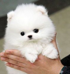 Cute Pomeranian pup for sale
