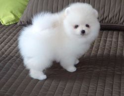 Cute male and female Pomeranian puppies