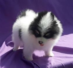 Priceless White Pomeranian Puppy For Adoption Beautiful