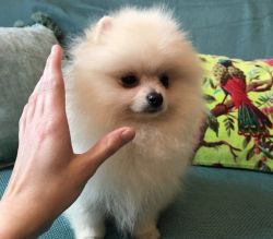 Tiny Pomeranian Puppies on sale