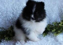 Black and White Parti Pomeranian Puppies